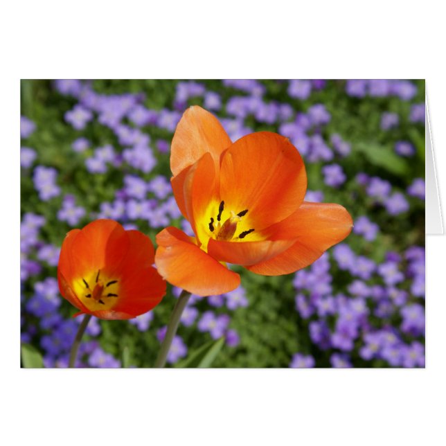 Naranja Tulips (Anverso (Horizontal))