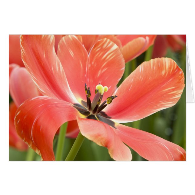 Naranja Tulips Closeup (Anverso (Horizontal))