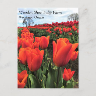 Naranja Tulips en un campo, postal de Oregon