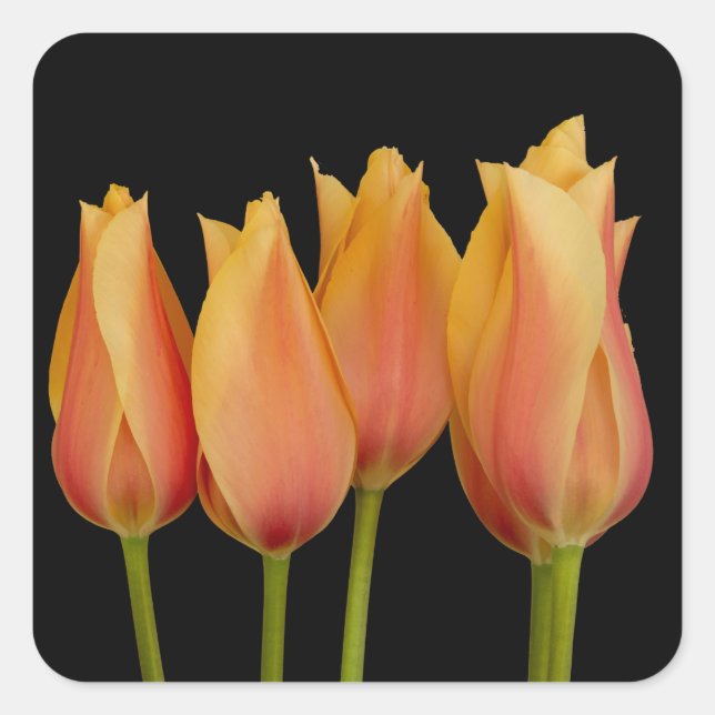 Naranja Tulips Pegatinas Florales (Anverso)