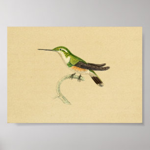 Naranja verde de impresión de Hummingbird 1830 de 