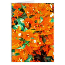 Naranja vibrante Bougainvillea Flores
