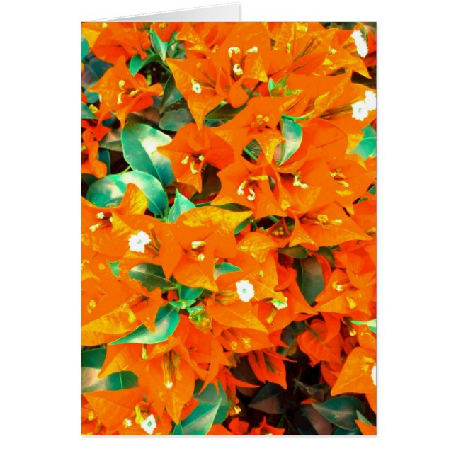 Naranja vibrante Bougainvillea Flores (Frente)