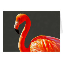 Naranja vibrante Flamingo rosa