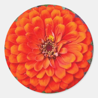 Naranja vibrante Zinnia Pegatinas florales / focas