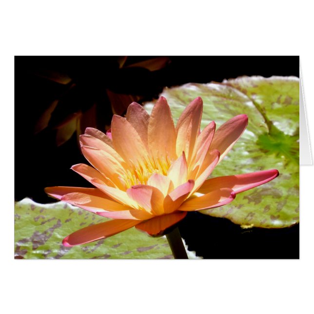 Naranja Water Lily (Anverso (Horizontal))