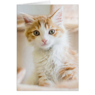 Naranja y gatito blanco
