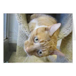 Naranja y gato tabby blanco