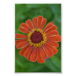 Naranja Zinna flor flor fotografía floral