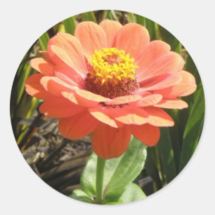 Naranja Zinnia Flower Pegatinas
