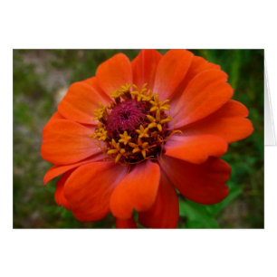 Naranja Zinnia Wildflower Naturaleza Floral