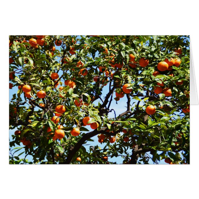 Naranjas (Anverso (Horizontal))