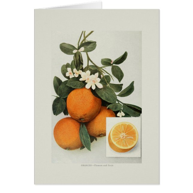 Naranjas (Frente)