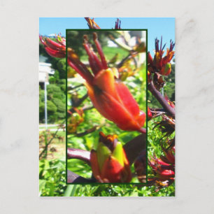 Naranjas rojos florecen con la postal floja