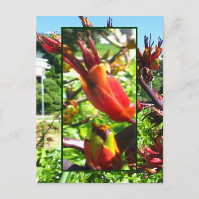 Naranjas rojos florecen con la postal floja (Anverso)