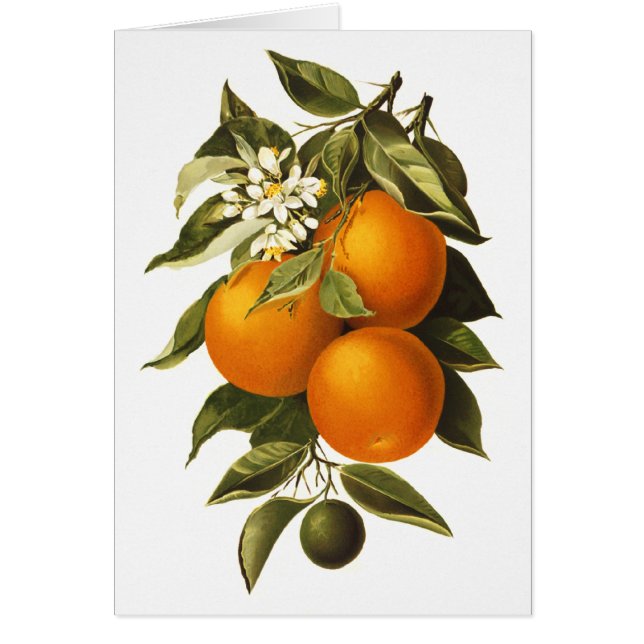 Naranjas y amapolas (Frente)