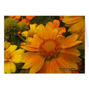 Naranjas Y Lemons Blanketflower Con Araña De Cangr