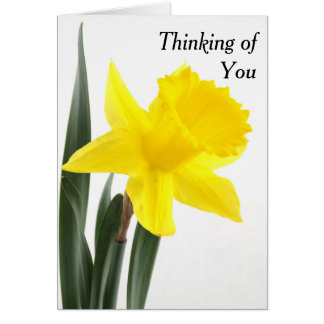 Narciso amarillo único Daffodil