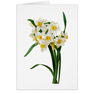 Narciso blanco de Pedro-José Redoute