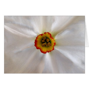 narciso blanco perla