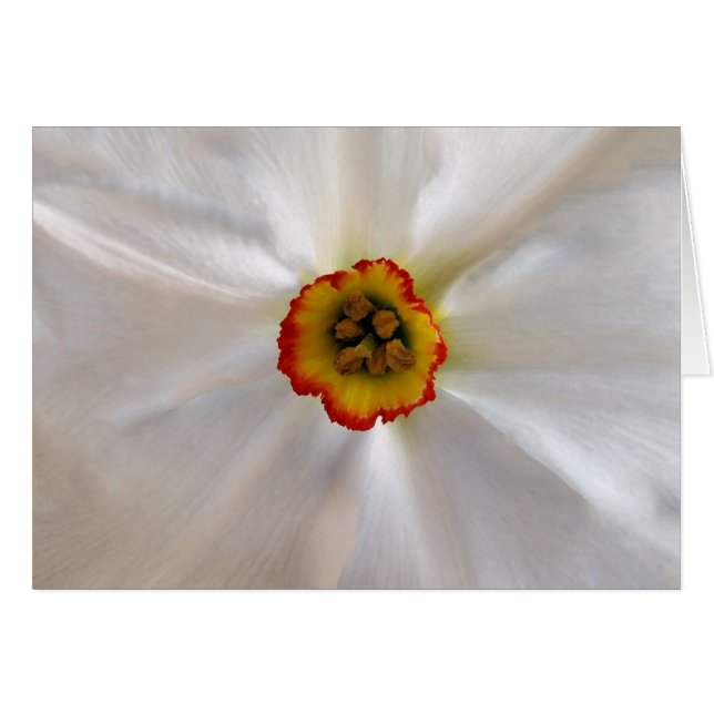 narciso blanco perla (Anverso (Horizontal))