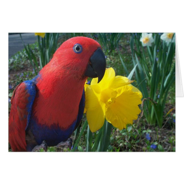 Narciso de Eclectus--Pequeño (Anverso (Horizontal))