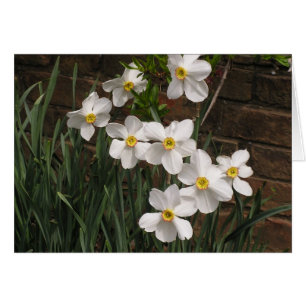 Narciso del poeta (N. 'Actea')