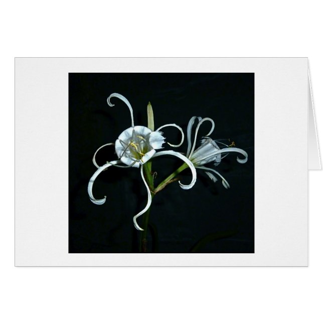 Narciso peruano (Anverso (Horizontal))