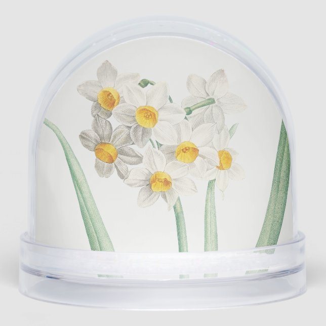 Narciso, Pierre-Joseph Redouté, 1805 (Anverso)