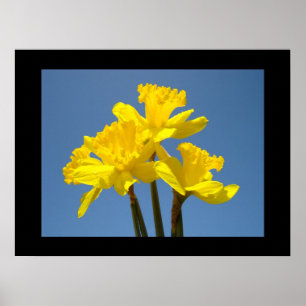 Narcisos amarillos Impresiones de arte floral Ciel