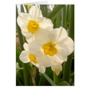 Narcisos de la primavera