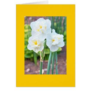 Narcisos dobles