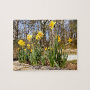 Narcisos en el rompecabezas de la foto de Pascua