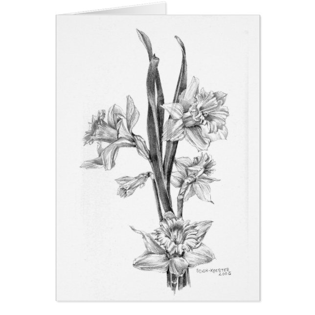 Narcisos en lápiz (Frente)