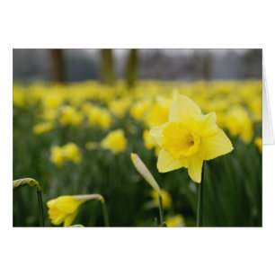Narcisos (RF)