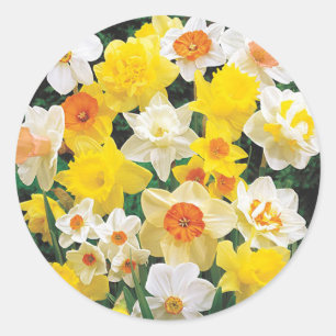 Narcisos Signo de Primavera Sobre de Sello Pegatin