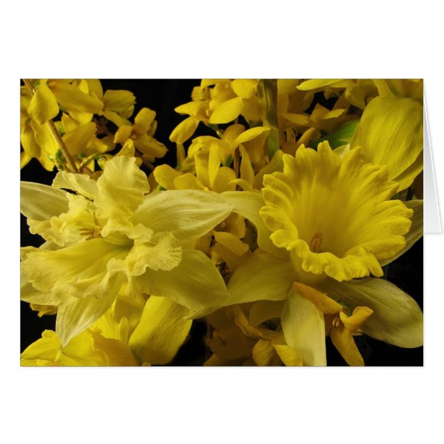 Narcisos y Forsythia (Anverso (Horizontal))