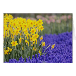 Narcisos y jacintos de uva, Keukenhof 3
