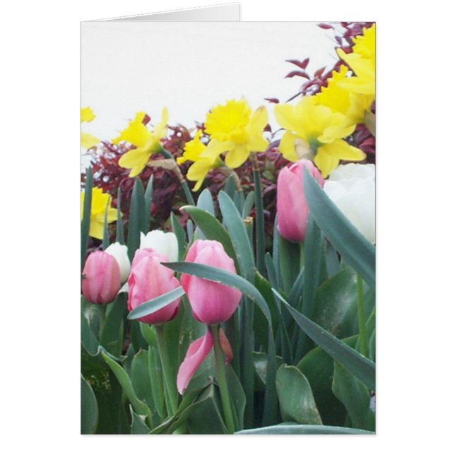 Narcisos y tulipanes de la primavera (Frente)