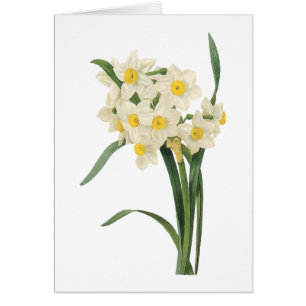 narcissus (Narcissus tazetta) por Redouté