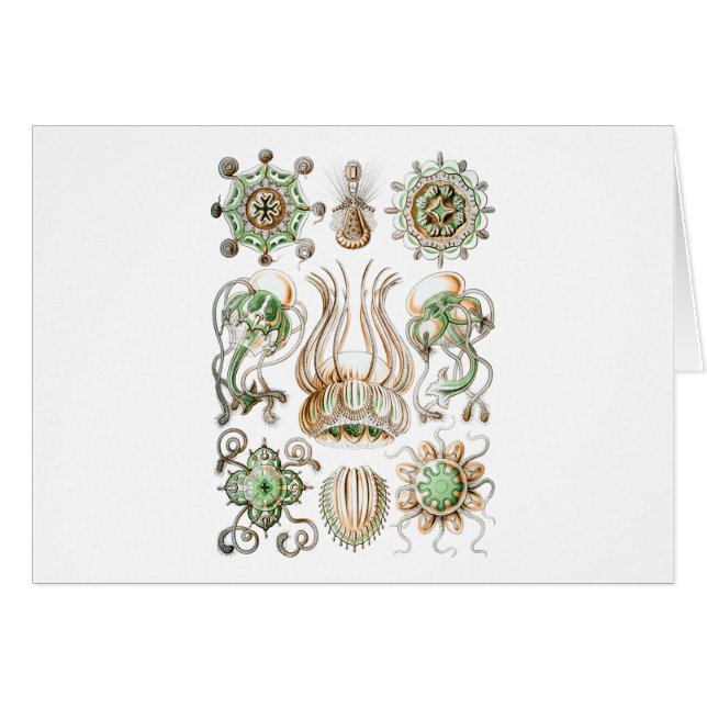 Narcomedusae (Anverso (Horizontal))