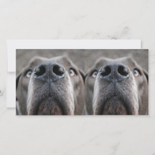 Nariz de Dogge