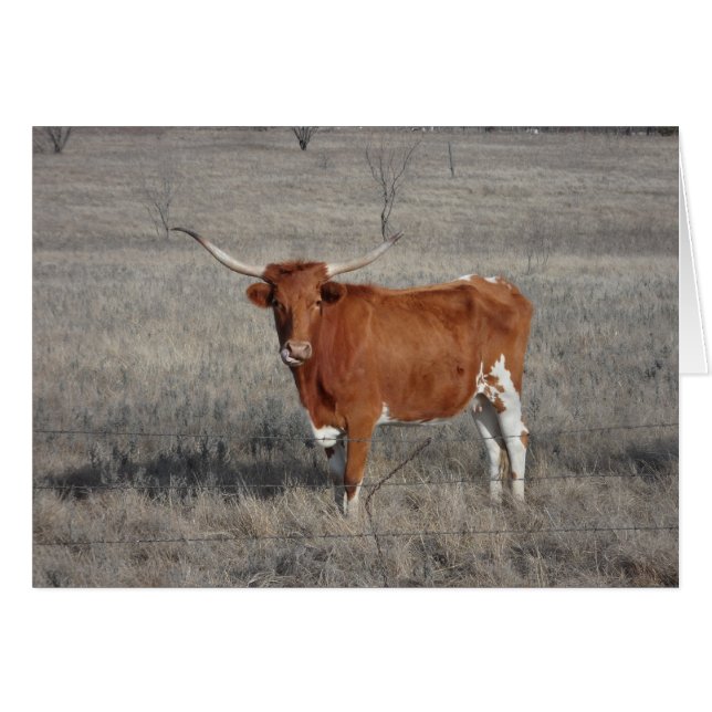 Nariz de Licencia de Vaca Longhorn (Anverso (Horizontal))