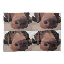 Nariz de perro del paño de la cocina