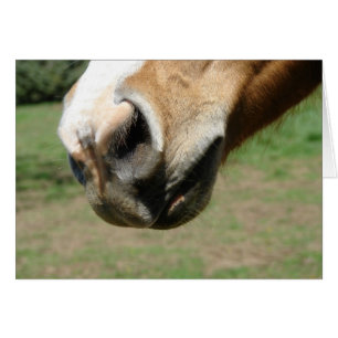 Nariz equina