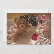 Nariz Fría, Deseos Cálidos Tarjeta de Navidades La