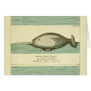 Narwhal Antiguo Whale Watercolor Arte Científico