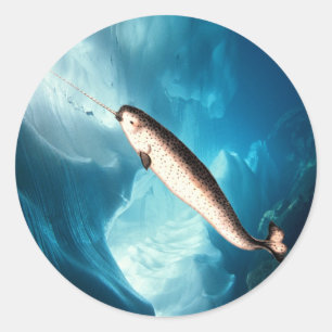 Narwhal Pegatina
