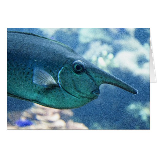 Naso brevirostris (Anverso (Horizontal))