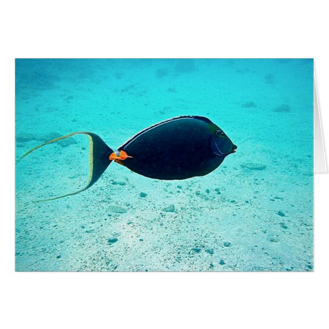 Naso Tang (Anverso (Horizontal))